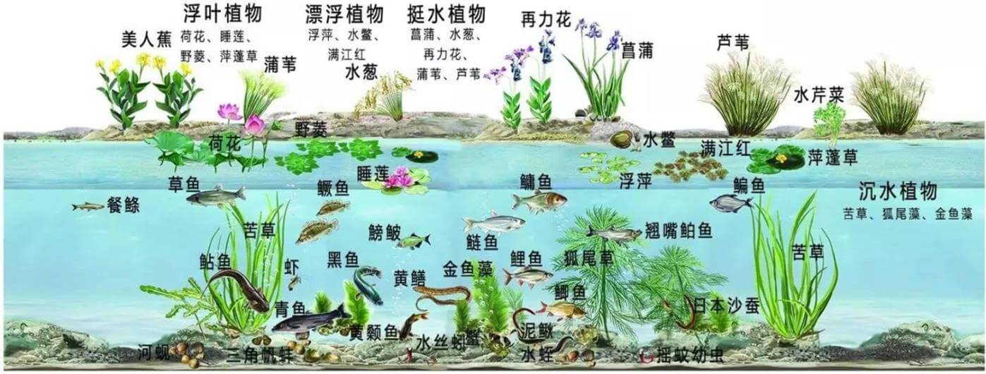 景觀水體、湖泊等生態(tài)修復(fù)解決方案